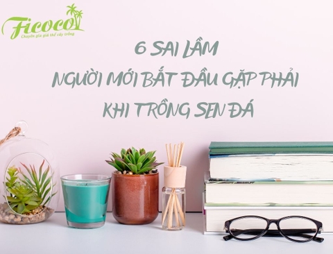 6 SAI LẦM NGƯỜI MỚI BẮT ĐẦU GẶP PHẢI KHI TRỒNG SEN ĐÁ