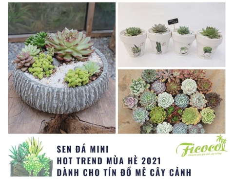 SEN ĐÁ MINI - HOT TREND MÙA HÈ 2021 DÀNH CHO TÍN ĐỒ MÊ CÂY CẢNH