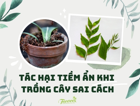 TÁC HẠI TIỀM ẨN KHI TRỒNG RAU VÀ CÂY CẢNH SAI CÁCH