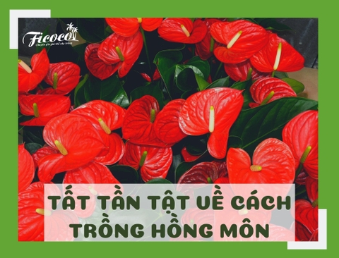 TẤT TẦN TẬT VỀ CÁCH TRỒNG HỒNG MÔN BẠN NÊN BIẾT - PHẦN 2