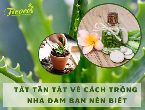 TẤT TẦN TẬT VỀ CÁCH TRỒNG NHA ĐAM BẠN NÊN BIẾT - PHẦN 2