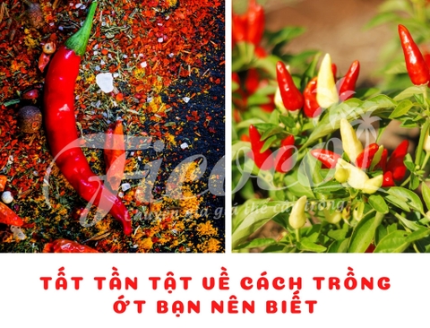 TẤT TẦN TẬT VỀ CÁCH TRỒNG ỚT BẠN NÊN BIẾT - PHẦN 2