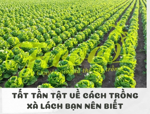 Tất tần tật về cách trồng xà lách bạn nên biết - phần 2