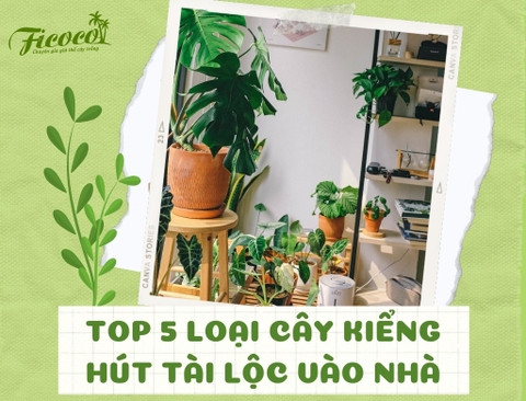 TOP 5 LOẠI CÂY KIỂNG “HÚT” TÀI LỘC VÀO NHÀ