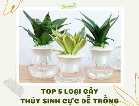 TOP 5 LOẠI CÂY THỦY SINH CỰC DỄ TRỒNG