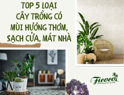 TOP 5 LOẠI CÂY TRỒNG SẠCH CỬA, MÁT NHÀ