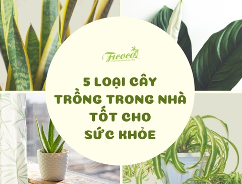 TOP 5 LOẠI CÂY TRỒNG TRONG NHÀ TỐT CHO SỨC KHỎE