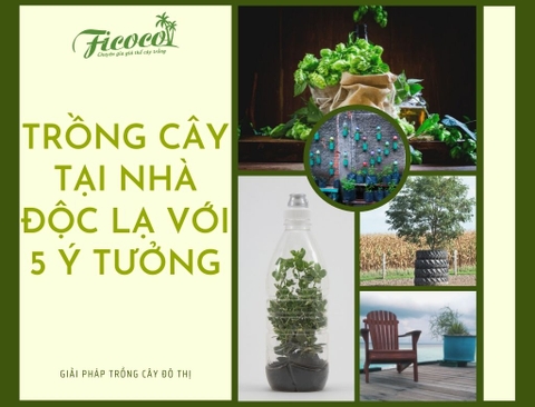 TRỒNG CÂY TẠI NHÀ SIÊU ĐỘC LẠ VỚI 5 Ý TƯỞNG