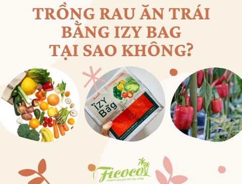 TRỒNG RAU ĂN TRÁI BẰNG IZY BAG, TẠI SAO KHÔNG?