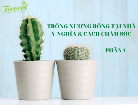 Trồng xương rồng tại nhà: Ý nghĩa và mẹo chăm sóc - Phần 1