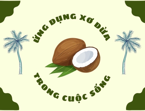 ỨNG DỤNG XƠ DỪA TRONG CUỘC SỐNG