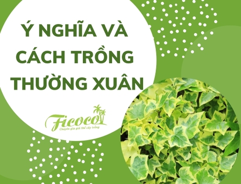 CÂY THƯỜNG XUÂN – Ý NGHĨA VÀ CÁCH CHĂM SÓC