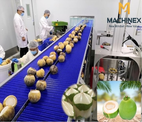 Dây chuyền sơ chế dừa tươi đóng gói xuất khẩu