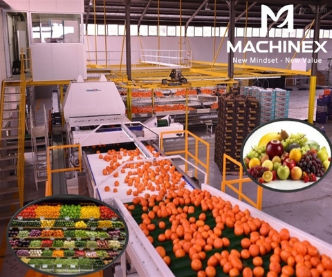 Dây chuyền sơ chế, phân loại, đóng gói trái cây xuất khẩu