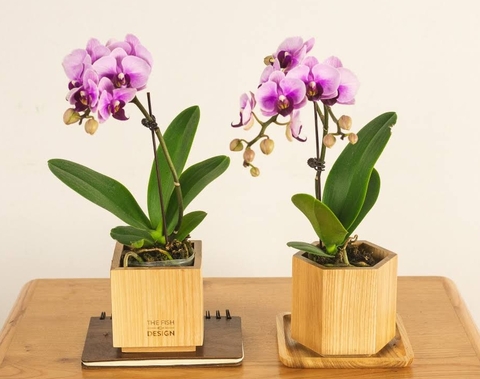 Top +4 món quà giáng sinh cho bạn gái ý nghĩa nhất  - NGUON - xethom.vn