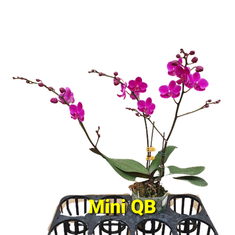 LHĐ Mini QB - mãn thiên hồng