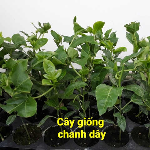 Cây giống chanh dây