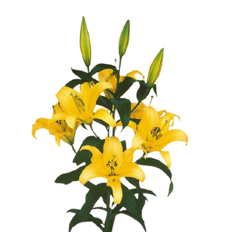 Hoa lyly - Yelloween