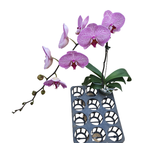 LHĐ hồng sọc 206