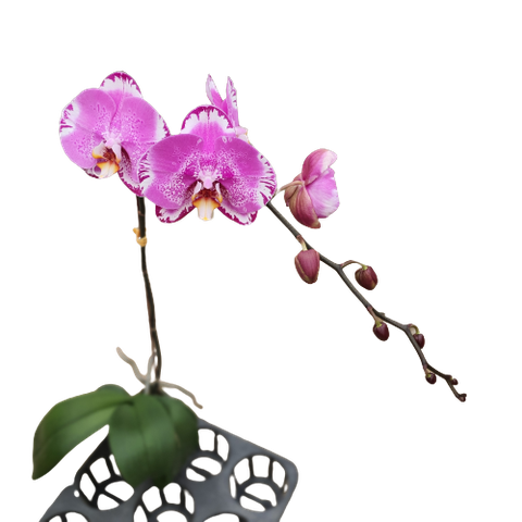 LHĐ Đột biến 8014