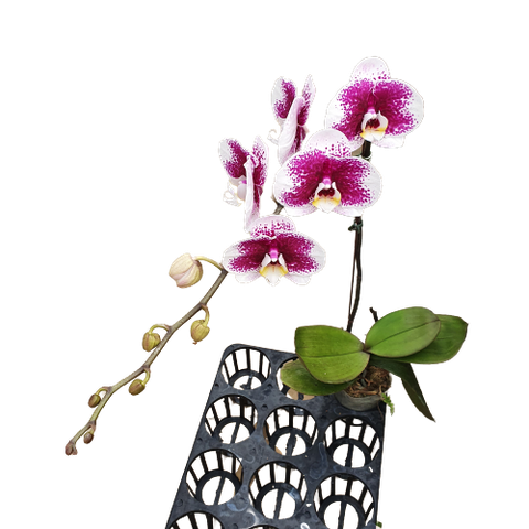 LHĐ đột biến YO142