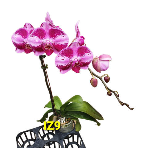 LHĐ đột biến IZ9