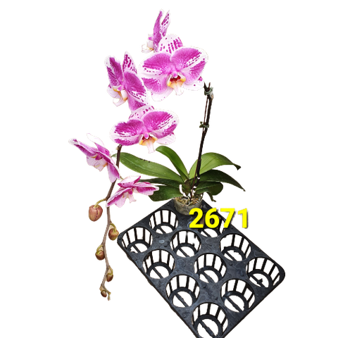 LHĐ Đột biến 2671