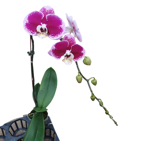 LHĐ đột biến 1984