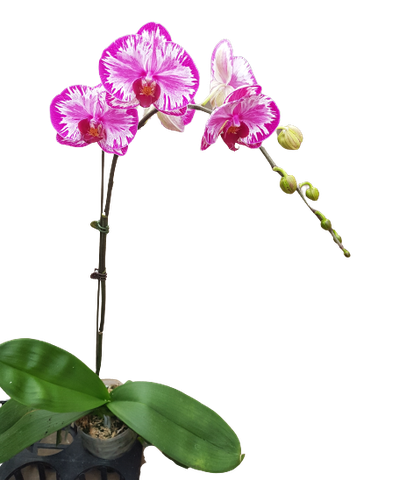 LHĐ đột biến 513