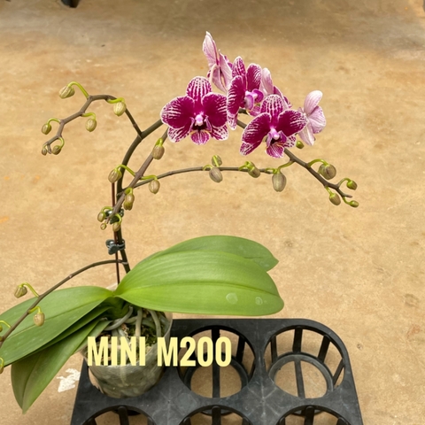 LHĐ mini M200