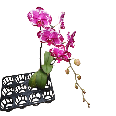 LHĐ Đột biến PD17