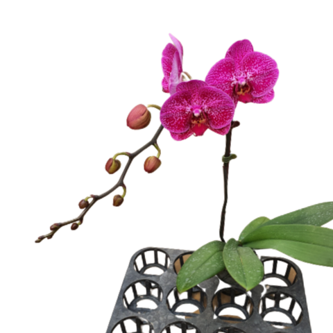 LHĐ đột biến 1480