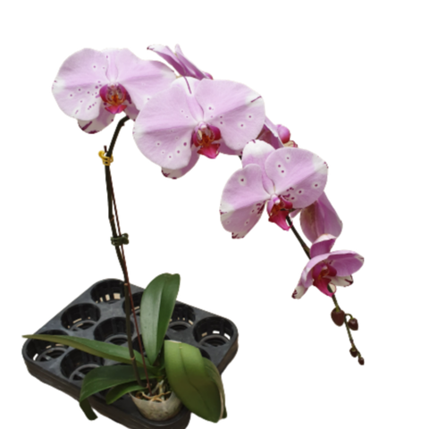 LHĐ đột biến 9078