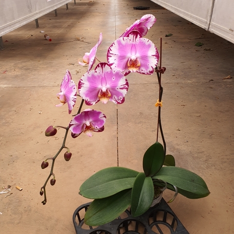 LHĐ đột biến 2028