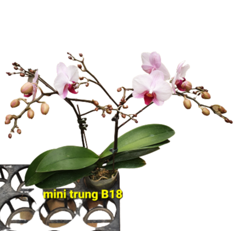 LHĐ mini B18