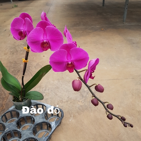 LHĐ Tím Đào Đỏ