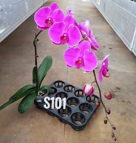 LHD tím đậm S101