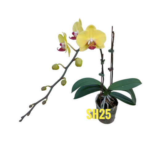 LHĐ mini trung SH25