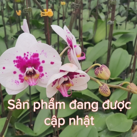 Sp đang được cập nhật