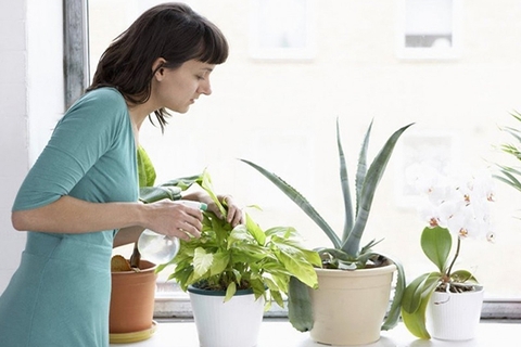 Hướng dẫn chăm sóc cây xanh trong chậu