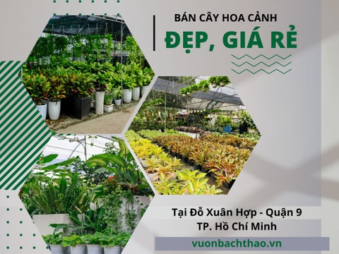 Hé lộ Địa Chỉ Bán Cây Hoa Cảnh Đẹp, Giá Rẻ Tại Đỗ Xuân Hợp, Quận 9, HCM