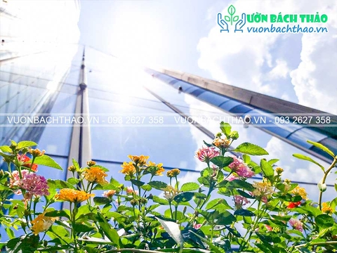 Thi công và bảo dưỡng cảnh quan ban công - Landmark 81