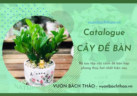 Catalogue CÂY CẢNH ĐỂ BÀN hợp phong thủy hot nhất hiện nay
