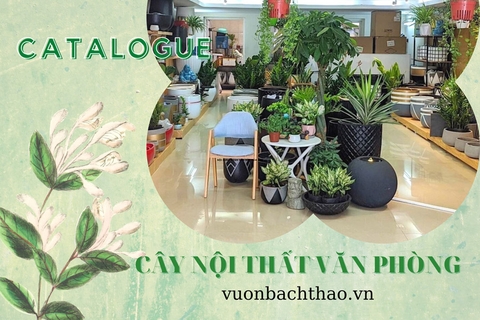 Catalogue cây nội thất cây văn phòng đẹp