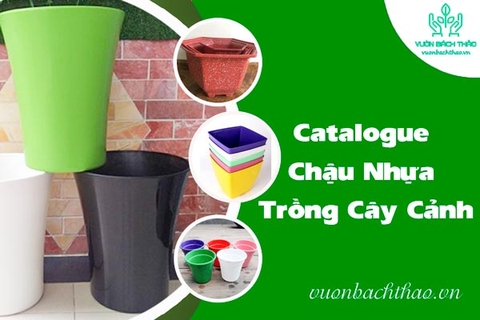 Catalogue Chậu Nhựa Trồng Cây Cảnh