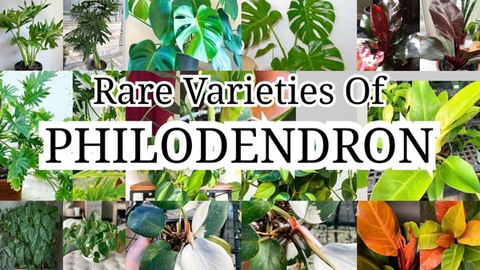 Cây Philodendron: Phân Loại, Đặc Điểm, Công Dụng, Cách Trồng Và Chăm Sóc