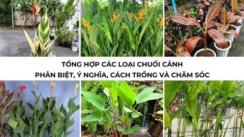 Tổng Hợp Các Loại Chuối Cảnh, Phân Biệt, Ý Nghĩa, Cách Trồng Và Chăm Sóc