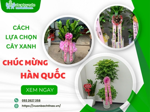 Cách lựa chọn cây xanh chúc mừng Hàn Quốc