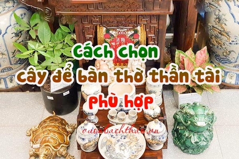 Cách chọn cây để bàn thờ thần tài phù hợp