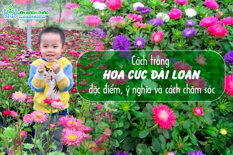 Cách trồng hoa cúc Đài Loan, đặc điểm, ý nghĩa và cách chăm sóc